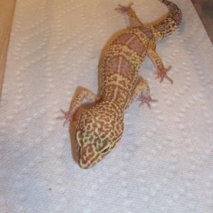 what a beautiful pattern