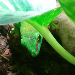 Peekaboo!