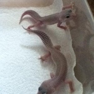My new blizzard babies, Casper and Elvis :)