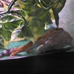 our newest baby!!!
this was the night we brought him home so he was exploring