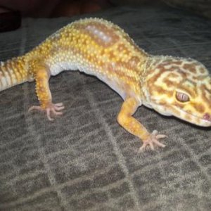 my albino leo