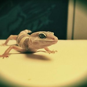 I edited a picture of gymcie :)