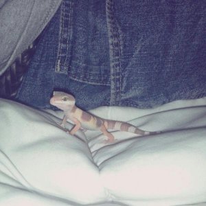 Edited picture, but gymcie roaming around on my bed.