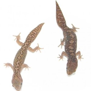 Diplodactylus granariensis granariensis