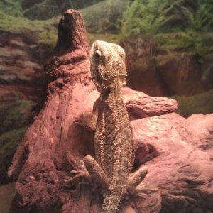 Toothless: my beardie