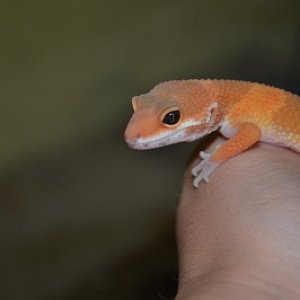 geckos 014