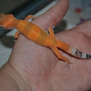geckos 015