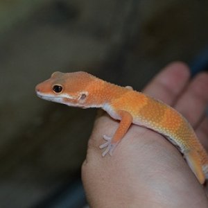 geckos 012