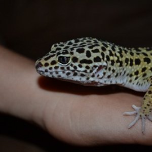 geckos 005