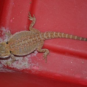 this is when i first got yoshi