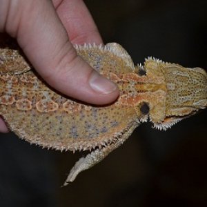 this is when i first got yoshi