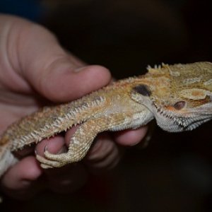 this is when i first got yoshi