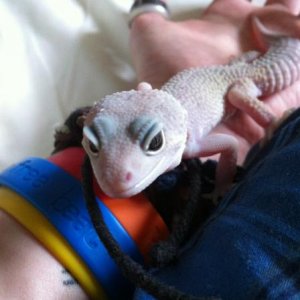 Elvis