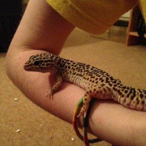 Eric chilling on my arm :)