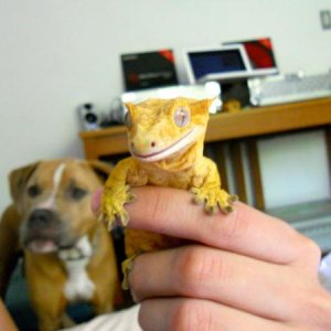 Grraawwwrrrr