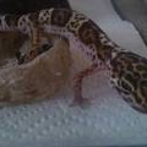 My Leopard Gecko, one years old. He's still skinny but has gotten bigger over the months. :D