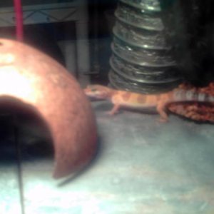 Roxanne My first and only gecko! hopefully ill have more pics of more leos in the future!