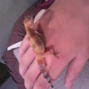 Roxy on my hand!