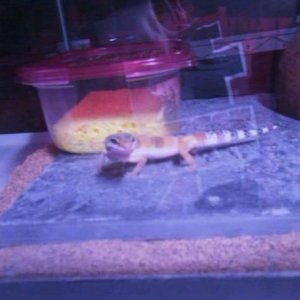 My leopard geckos home in the UV Light!