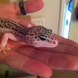 Giant supersnow, het RAPTOR, 66% het blizzard. 
Taken the morning she arrived :)