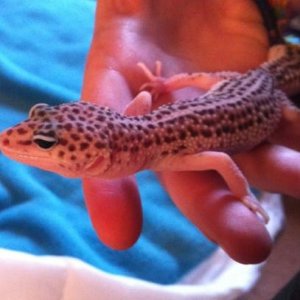 Giant supersnow. 3 months old.