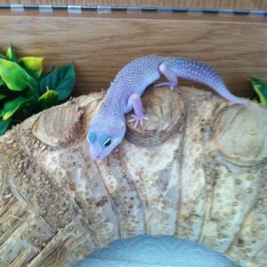 Elvis, blizzard