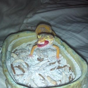Mm! Thank you mommy for all these yummy foods in my bowl!