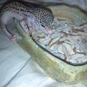 Going in for the kill! Lol
