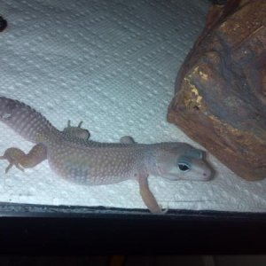 Gonna shed soon