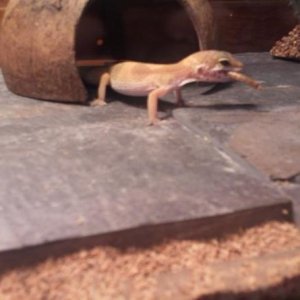 Roxy Eating a Mealworm!