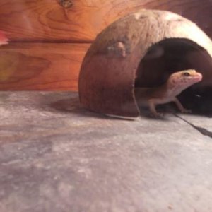 Roxy in her hide.