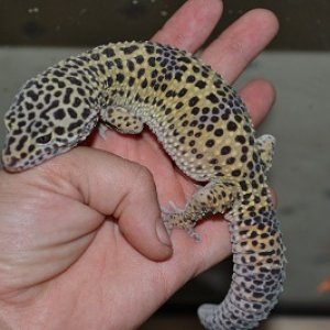 geckos 007