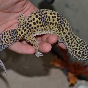 geckos 006