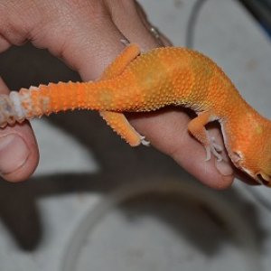 geckos 003