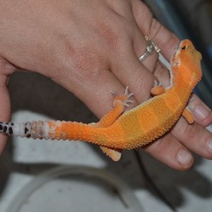 geckos 004