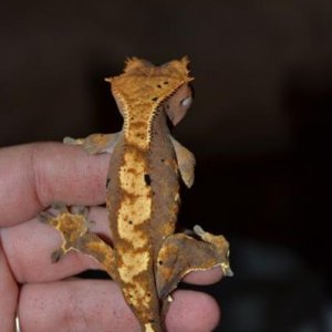 geckos 013
