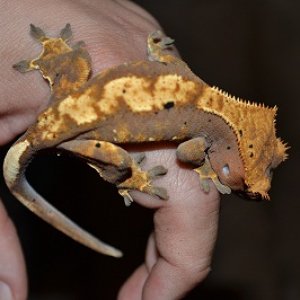 geckos 015