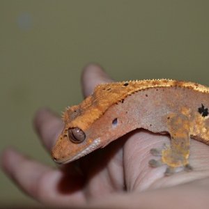 geckos 017