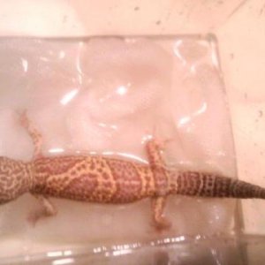 After Rex's prolapse surgery; He lost a lot of weight and had 2 stitches near his vent