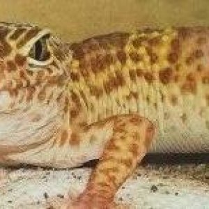 Rex when I first brought him home.