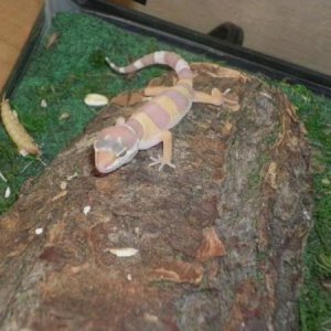Xena as a Baby!