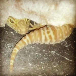 Xena is a bit shy but curious