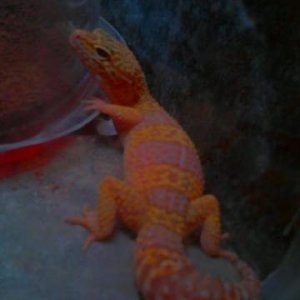 Xena plump with eggs