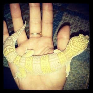 Xena's pretty colors