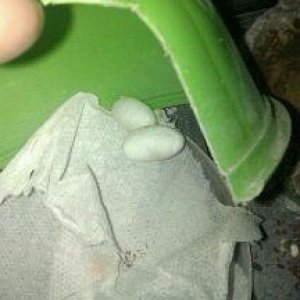 Xena's Eggs