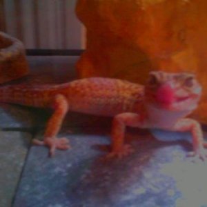 gecko toungue