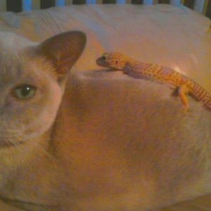 I have a mush cat (Tonkinese) named Hassani that loves all animals. Do not try this at home folks!
