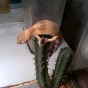 Climbing the Cactus!
