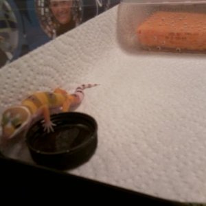 First pic of Banana! Adopted 12/28/12