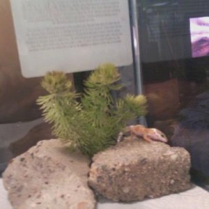 Banana exploring all 20 gallons of the tank